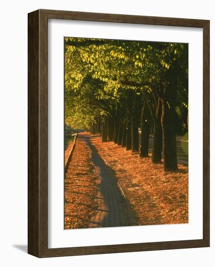 St. Helena Wine Country, Napa Valley, California-John Alves-Framed Photographic Print