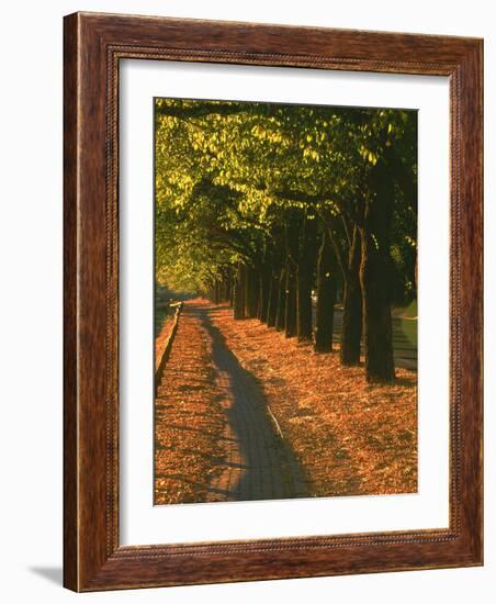 St. Helena Wine Country, Napa Valley, California-John Alves-Framed Photographic Print