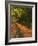 St. Helena Wine Country, Napa Valley, California-John Alves-Framed Photographic Print