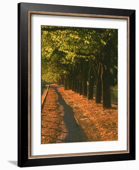 St. Helena Wine Country, Napa Valley, California-John Alves-Framed Photographic Print