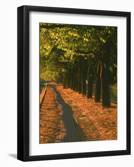 St. Helena Wine Country, Napa Valley, California-John Alves-Framed Photographic Print