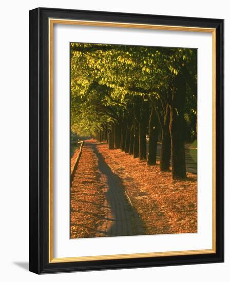 St. Helena Wine Country, Napa Valley, California-John Alves-Framed Photographic Print