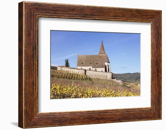 St. Jacques Church, Vineyards in Autumn, Hunawhir, Alsace, France-Markus Lange-Framed Photographic Print