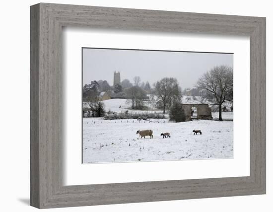 St. James' Church and Sheep with Lambs in Snow, Chipping Campden, Cotswolds-Stuart Black-Framed Photographic Print