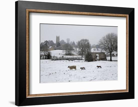 St. James' Church and Sheep with Lambs in Snow, Chipping Campden, Cotswolds-Stuart Black-Framed Photographic Print