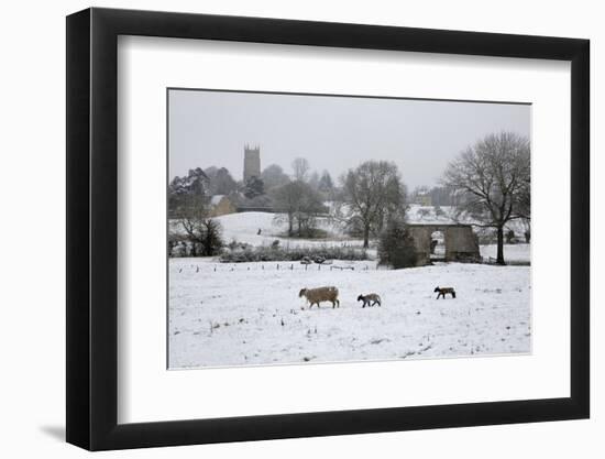 St. James' Church and Sheep with Lambs in Snow, Chipping Campden, Cotswolds-Stuart Black-Framed Photographic Print