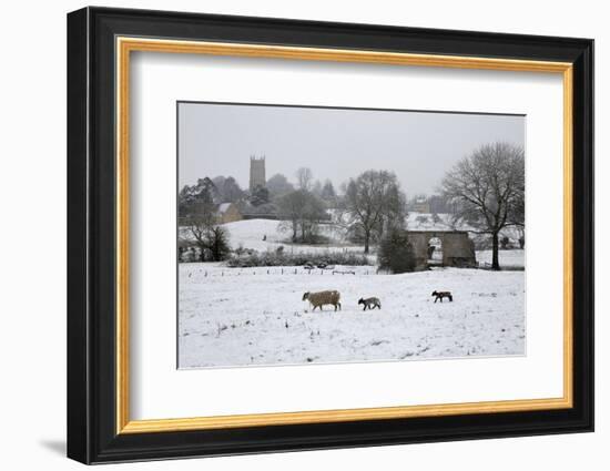 St. James' Church and Sheep with Lambs in Snow, Chipping Campden, Cotswolds-Stuart Black-Framed Photographic Print