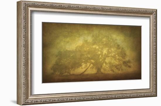 St. Joe Plantation Oak in Fog 3-William Guion-Framed Giclee Print