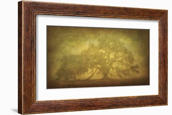 St. Joe Plantation Oak in Fog 3-William Guion-Framed Giclee Print