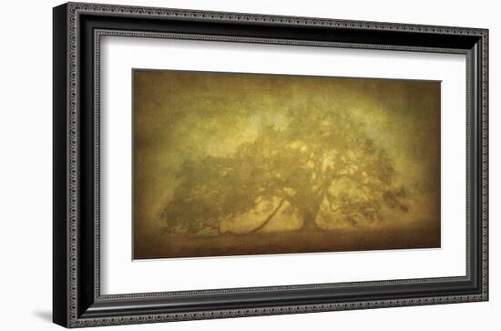 St. Joe Plantation Oak in Fog 3-William Guion-Framed Giclee Print