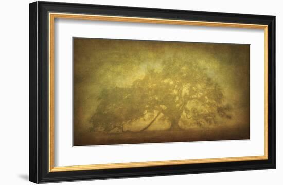 St. Joe Plantation Oak in Fog 3-William Guion-Framed Giclee Print