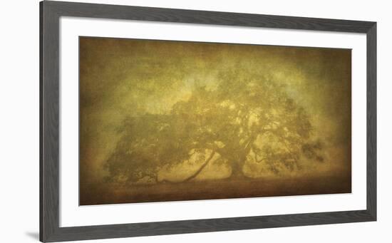 St. Joe Plantation Oak in Fog 3-William Guion-Framed Giclee Print