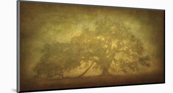 St. Joe Plantation Oak in Fog 3-William Guion-Mounted Art Print