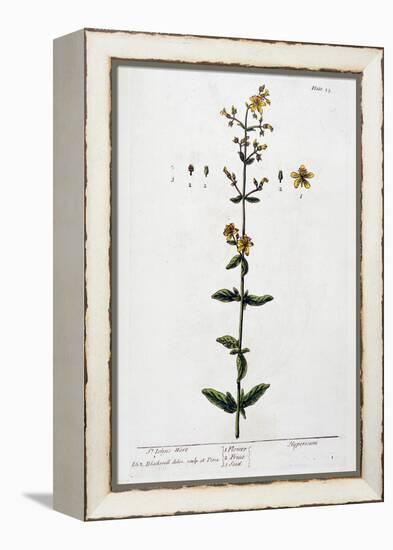 St John's Wort, 1782-Elizabeth Blackwell-Framed Premier Image Canvas