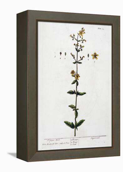 St John's Wort, 1782-Elizabeth Blackwell-Framed Premier Image Canvas