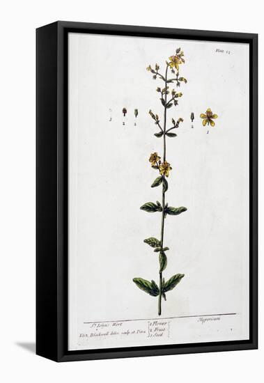 St John's Wort, 1782-Elizabeth Blackwell-Framed Premier Image Canvas