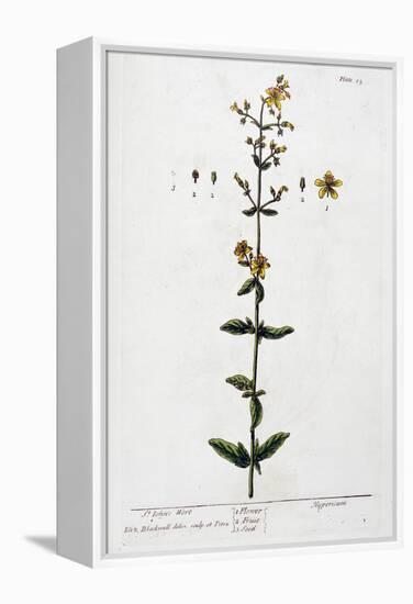 St John's Wort, 1782-Elizabeth Blackwell-Framed Premier Image Canvas