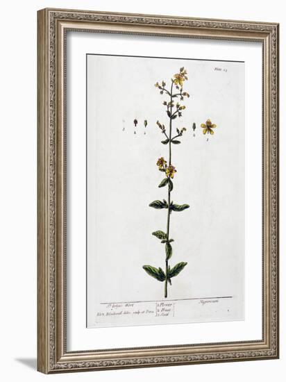 St John's Wort, 1782-Elizabeth Blackwell-Framed Giclee Print