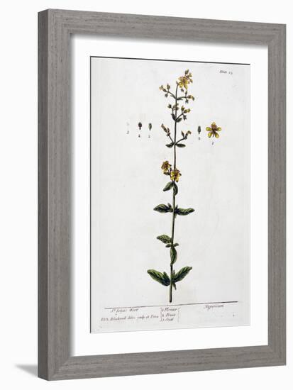 St John's Wort, 1782-Elizabeth Blackwell-Framed Giclee Print