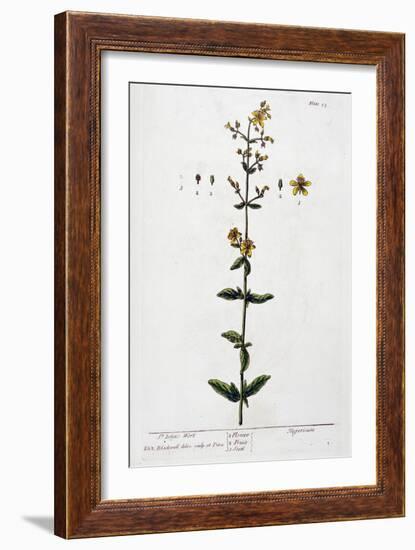 St John's Wort, 1782-Elizabeth Blackwell-Framed Giclee Print