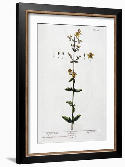 St John's Wort, 1782-Elizabeth Blackwell-Framed Giclee Print