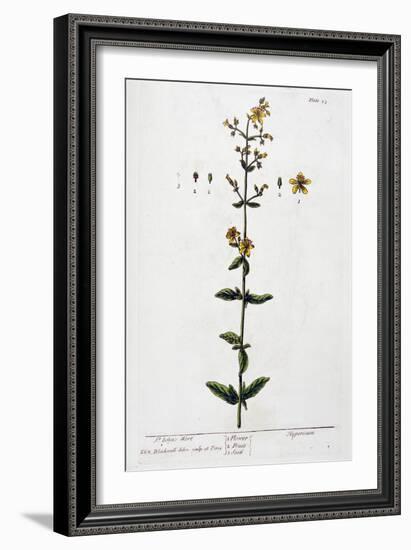 St John's Wort, 1782-Elizabeth Blackwell-Framed Giclee Print