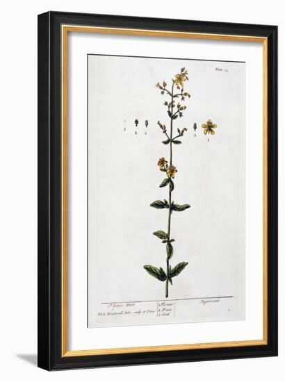 St John's Wort, 1782-Elizabeth Blackwell-Framed Giclee Print