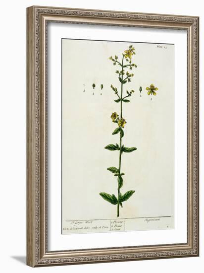 St. John's Wort, Plate 15 from "A Curious Herbal," Published 1782-Elizabeth Blackwell-Framed Giclee Print