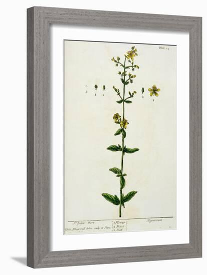 St. John's Wort, Plate 15 from "A Curious Herbal," Published 1782-Elizabeth Blackwell-Framed Giclee Print