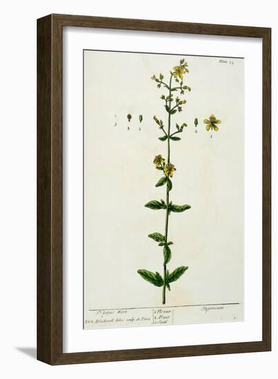 St. John's Wort, Plate 15 from "A Curious Herbal," Published 1782-Elizabeth Blackwell-Framed Giclee Print