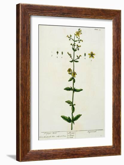 St. John's Wort, Plate 15 from "A Curious Herbal," Published 1782-Elizabeth Blackwell-Framed Giclee Print