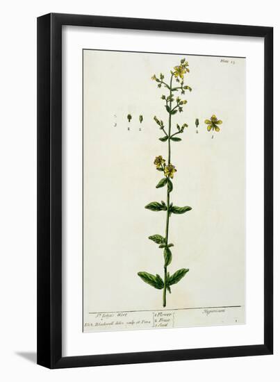 St. John's Wort, Plate 15 from "A Curious Herbal," Published 1782-Elizabeth Blackwell-Framed Giclee Print