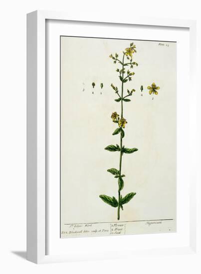 St. John's Wort, Plate 15 from "A Curious Herbal," Published 1782-Elizabeth Blackwell-Framed Giclee Print