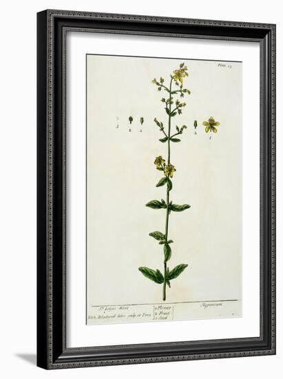 St. John's Wort, Plate 15 from "A Curious Herbal," Published 1782-Elizabeth Blackwell-Framed Giclee Print