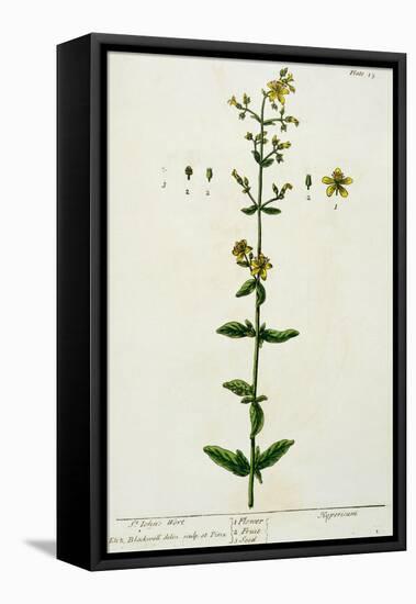 St. John's Wort, Plate 15 from "A Curious Herbal," Published 1782-Elizabeth Blackwell-Framed Premier Image Canvas