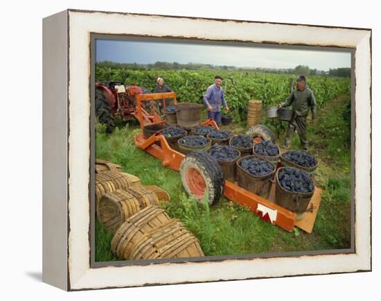 St. Joseph Vineyards, Ardeche, Rhone Alpes, France-Michael Busselle-Framed Premier Image Canvas