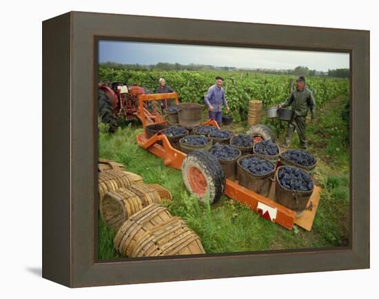 St. Joseph Vineyards, Ardeche, Rhone Alpes, France-Michael Busselle-Framed Premier Image Canvas