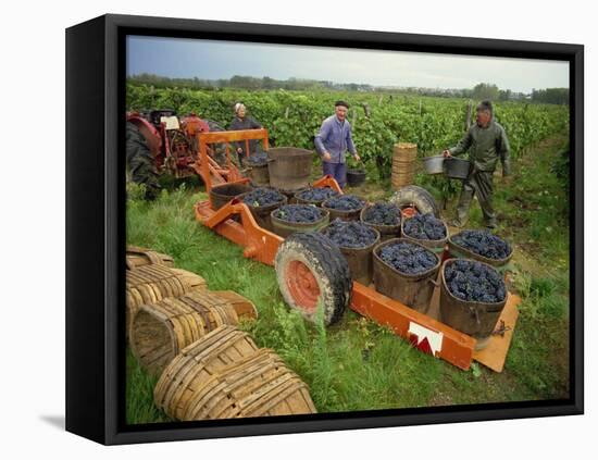 St. Joseph Vineyards, Ardeche, Rhone Alpes, France-Michael Busselle-Framed Premier Image Canvas