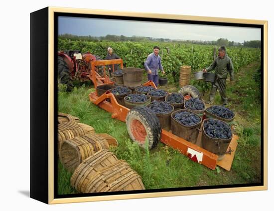 St. Joseph Vineyards, Ardeche, Rhone Alpes, France-Michael Busselle-Framed Premier Image Canvas