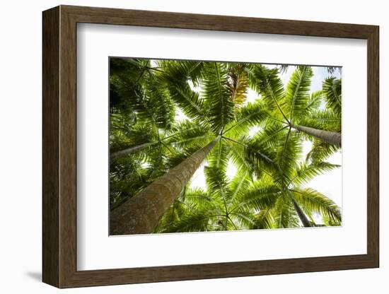 St. Kitts and Nevis, St. Kitts. Molineux, palm tree-Walter Bibikow-Framed Photographic Print