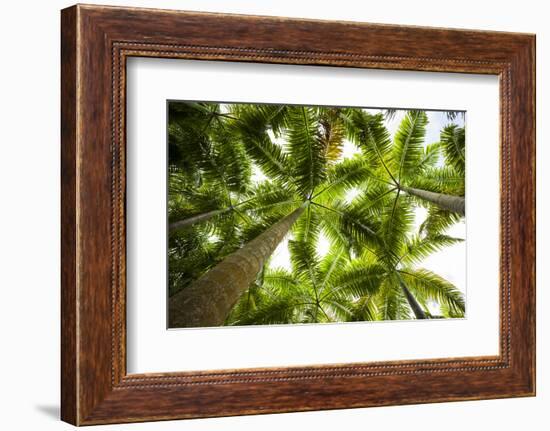 St. Kitts and Nevis, St. Kitts. Molineux, palm tree-Walter Bibikow-Framed Photographic Print