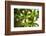 St. Kitts and Nevis, St. Kitts. Molineux, palm tree-Walter Bibikow-Framed Photographic Print