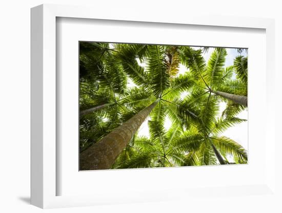 St. Kitts and Nevis, St. Kitts. Molineux, palm tree-Walter Bibikow-Framed Photographic Print