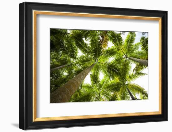 St. Kitts and Nevis, St. Kitts. Molineux, palm tree-Walter Bibikow-Framed Photographic Print