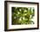 St. Kitts and Nevis, St. Kitts. Molineux, palm tree-Walter Bibikow-Framed Photographic Print