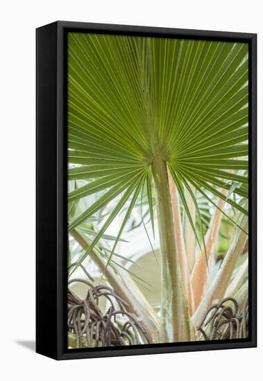 St. Kitts and Nevis, St. Kitts. Molineux, palm tree-Walter Bibikow-Framed Premier Image Canvas