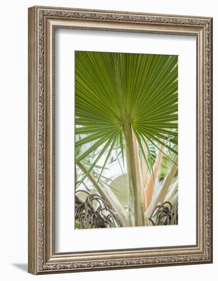 St. Kitts and Nevis, St. Kitts. Molineux, palm tree-Walter Bibikow-Framed Photographic Print