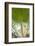 St. Kitts and Nevis, St. Kitts. Molineux, palm tree-Walter Bibikow-Framed Photographic Print