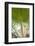 St. Kitts and Nevis, St. Kitts. Molineux, palm tree-Walter Bibikow-Framed Photographic Print