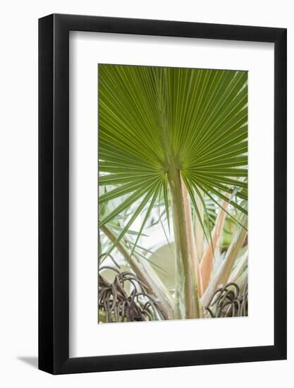 St. Kitts and Nevis, St. Kitts. Molineux, palm tree-Walter Bibikow-Framed Photographic Print